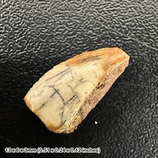 GENUINE Raptor Dinosaur Tooth