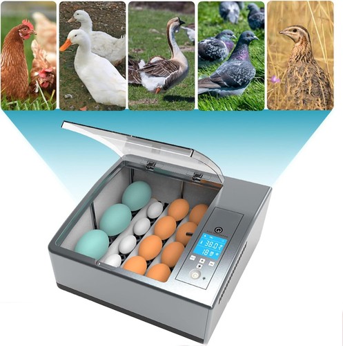 Incubator hatching machine - hatching,