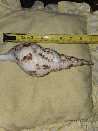 Giant tritons trumpet snail - giant,