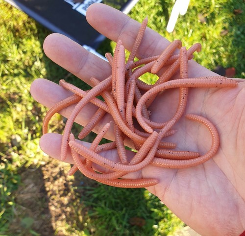 Perch lure floating - fake, worms