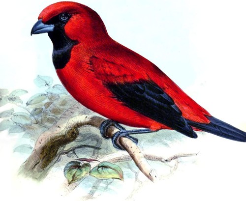 Vermilion tanager birds tile - vermilion,