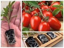 Tomato Vegetable Plug Plants |