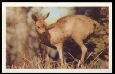 Tobacco Card, UTC,OUR SOUTH