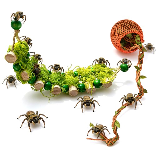 Jumping spider rope bridge - jumping,