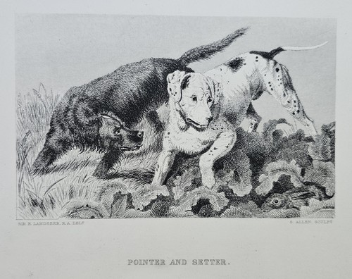 Vintage landseer pointer - landseer,