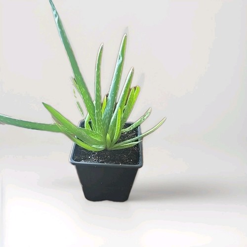 Aloe vera house - house, indoor