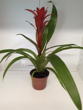 Bromeliad 'mixed colours'