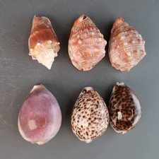 Collection of  6 Sea Shells -
