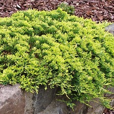 Juniperus Golden Carpet Spreading Groundcover Evergreen Garden Confier Plant