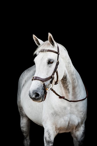 Horseware micklem multi - micklem, 2