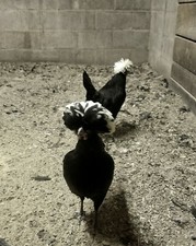 White Crested Black Polish