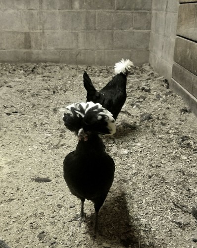White crested black polish - white,