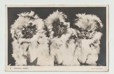 Postcard Mason's Alpha - Guy Withers - Pekingese Puppies - c1958 - RP