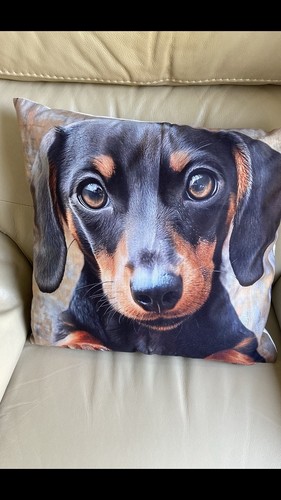 Dachshund sausage dog - dachshund/sausage,