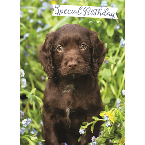 Animal birthday card - birthday,