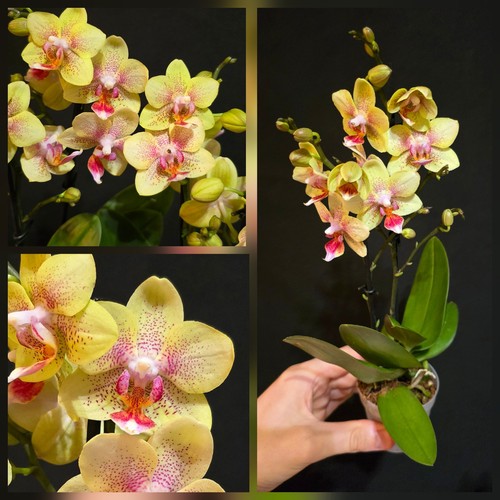 Mini phalaenopsis table dance - phalaenopsis,