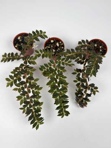 Begonia foliosa houseplant - begonia,