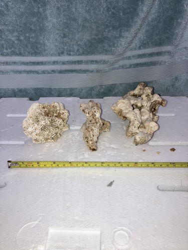 Cb4 coral reef bone - coral, and