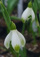 Galanthus CABARET STAR -