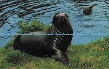 R731911 Somerset Sea Lion at
