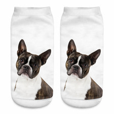 Boston Terrier Cute Dog