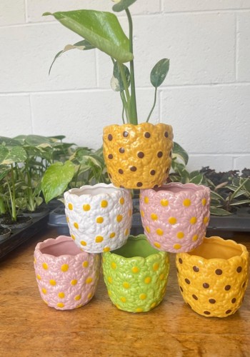 6cm daisy flower plant pots - daisy,