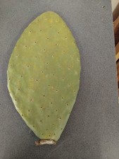 Extra Extra Large Opuntia