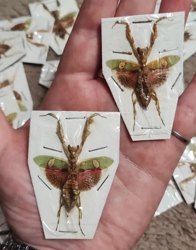 5pcs taxidermy praying - taxidermy,