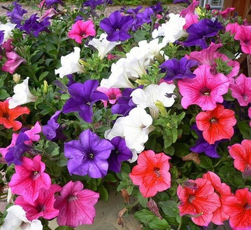 Trailing petunia balcony mixed - petunia,