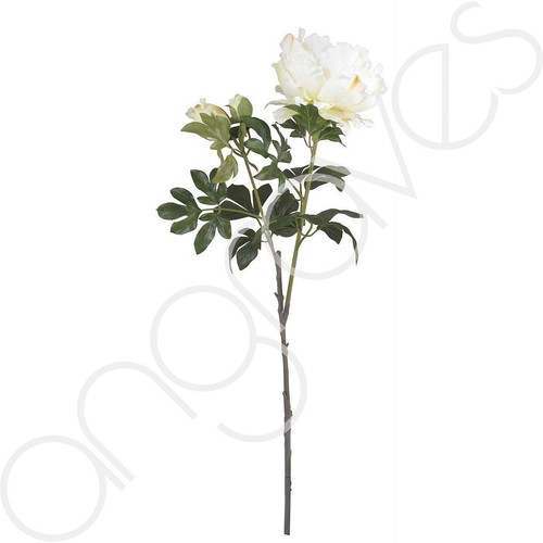 Cream pinky peony rose - pinky,