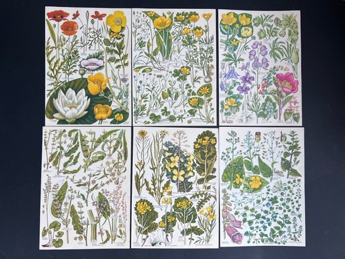 Vintage 1960s botanical - 1960s,