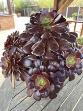 Aeonium Velour Succulent
