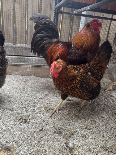 Golden laced wyandotte - laced,