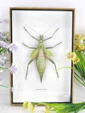 Heteropteryx dilatata in XL 3D showcase real giant exotic insect, museum quality