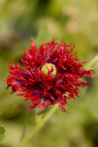 Giant red swan poppy 30 - 'red,