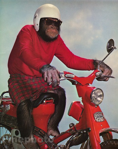 1950s vintage monkey humor - 1950s,