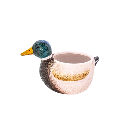 Sass belle mallard duck - &,