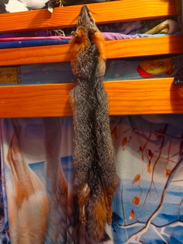 Taxidermy grey fox - taxidermy, with