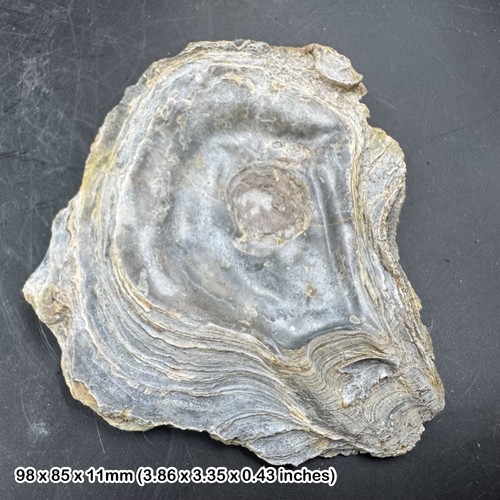 Giant jurassic coast fossil