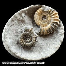 Oistoceras Calcite Ammonite