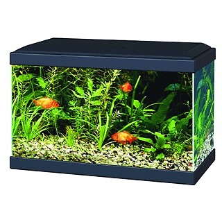 Ciano aqua aquarium with - ciano,