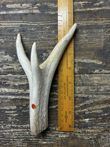 Natural deer antler dog chews - deer,