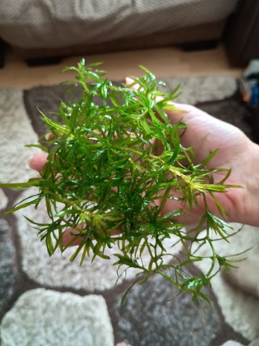 Guppy grass najas - guppy,