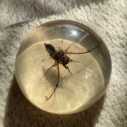 Cicada resin block - block, specimen