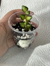 Hoya chinghungensis variegated