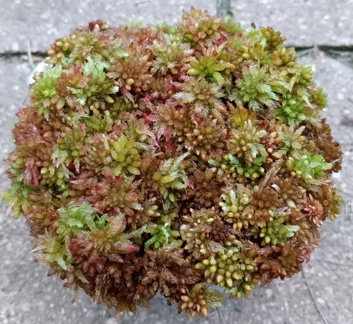 Live sphagnum moss peachberry - live,