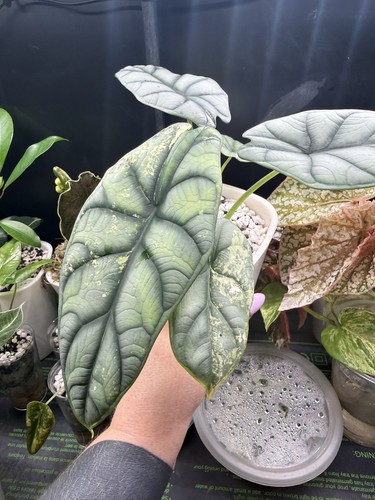 Alocasia silver dragon albo - silver,
