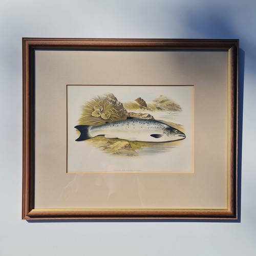Antique 1879 fish - 1879,