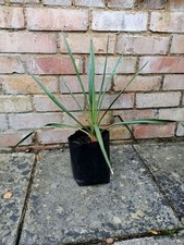 Yucca Rostrata ,Evergreen 50cm