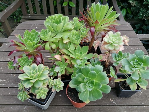 Aeonium mixed unrooted - 4,